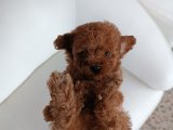 Mini minnak Toy Poodle