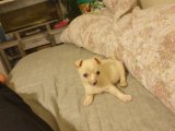 Chihuahua Erkek Yavru