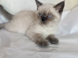 Uygun fiyata British Blue Point
