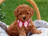 Resmi üreticiden Toy poodle yavru köpek sahiplenme