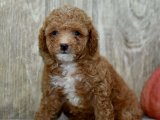 Her evin neşesi olacak Toy poodle yavru köpek sahiplenme