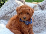 Bebek surat Toy poodle yavru köpek sahiplenme