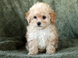 Her şehire gönderim Toy poodle yavru köpek sahiplenme