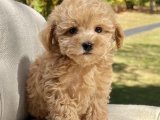 Çok şirin Toy poodle yavru köpek sahiplenme
