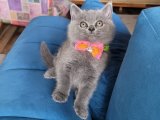 Prensesler gibi British Shorthair Blue dişi yavrumuz