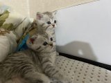 Silver  yavru kedi