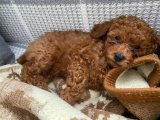 Dişi Tek Yavru Toy Poodle