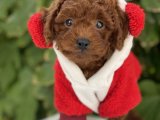 Orjinal Dark Poodle Bebekler