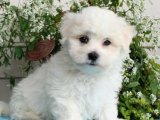 Dünya tatlısı Maltese Terrier yavru köpek sahiplenme