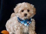 En uyguna Maltipoo yavru köpek sahiplenme