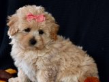 Dünya tatlısı Maltipoo yavru köpek sahiplenme