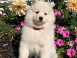 KAR BEYAZ SAMOYED YAVRULARI & IRK GARANTİLİ