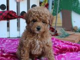 Saf Irk Ve Efsane Güzellikteki Toy Poodle Yavrularımız