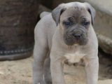 BLUE/SİYAH IRK VE SAĞLIK GARANTİLİ CANE CORSO YAVRULARIM