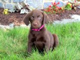 LABRADOR RETRİEVER YAVRULARI IRK GARANTİLİ