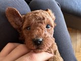 Red Brown Toy Poodle Yavrular