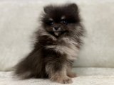 Black & Tan Mini Pom