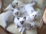 Sütten kesilmiş Birman Kedisi kardeşler Yavru Sahiplenme Adana