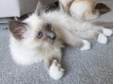 Safkan Birman Kedisi Yavru Sahiplenme Adana