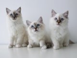 Safkan Birman Kedisi bebişler Yavru Sahiplenme Adana