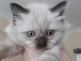 Şecereli Birman Kedisi Yavru Sahiplenme Adana