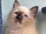 Neşe kaynağı Birman Kedisi Yavru Sahiplenme Adana