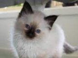 Evinizin neşesi Birman Kedisi Yavru Sahiplenme Adana