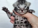 Ailenizin minik üyesi Bengal Kedisi yavrumuz