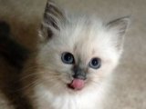 İnsan canlısı Birman Kedisi Yavru Sahiplenme Adana