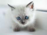 Cana yakın Birman Kedisi Yavru Sahiplenme Adana