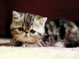 Irk ve sağlık garantili Exotic Shorthair Yavru Kedi Sahiplenme Adana