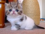 Neşe kaynağı Exotic Shorthair Yavru Kedi Sahiplenme Adana