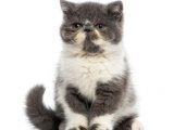 Sağlıklı ortamda büyümüş Exotic Shorthair Yavru Kedi Sahiplenme Adana