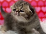 Sağlık garantili Exotic Shorthair Yavru Kedi Sahiplenme Adana