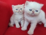 Irk garantili Exotic Shorthair bebekler Yavru Kedi Sahiplenme Adana
