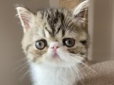 Evinizin neşesi Exotic Shorthair Yavru Kedi Sahiplenme Adana