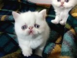 Safkan Exotic Shorthair Yavru Kedi Sahiplenme Adana
