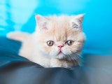 Şecereli Exotic Shorthair Yavru Kedi Sahiplenme Adana