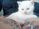 Beyaz British Shorthair