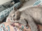 3 Britsh Shorthair