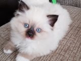 Ailenizin yeni bireyi Ragdoll Yavru Kedi Sahiplenme Adana