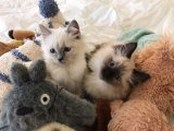 Sağlıklı Ragdoll kardeşler Yavru Kedi Sahiplenme Adana
