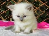 Sağlık garantili Ragdoll Yavru Kedi Sahiplenme Adana