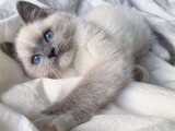 Irk ve sağlık garantili Ragdoll Yavru Kedi Sahiplenme Adana
