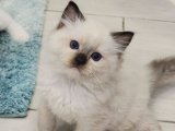 Safkan Ragdoll Yavru Kedi Sahiplenme Adana