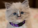 Şecereli Ragdoll Yavru Kedi Sahiplenme Adana