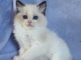 Neşe kaynağı Ragdoll Yavru Kedi Sahiplenme Adana