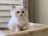Evinizin neşesi Ragdoll Yavru Kedi Sahiplenme Adana
