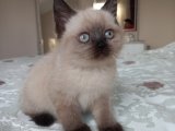 Kaliteli Çikolata Point British Shorthair Dişi