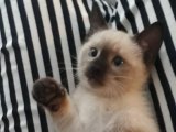 Evinizin neşesi Siyam Yavru Kedi Sahiplenme Adana